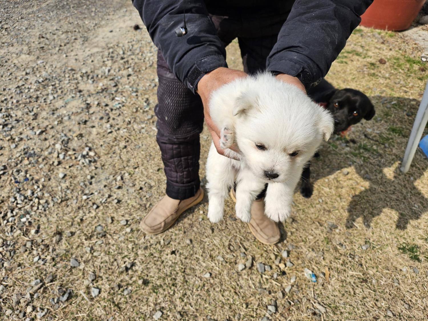 고흥군임시보호센터_446488202400066